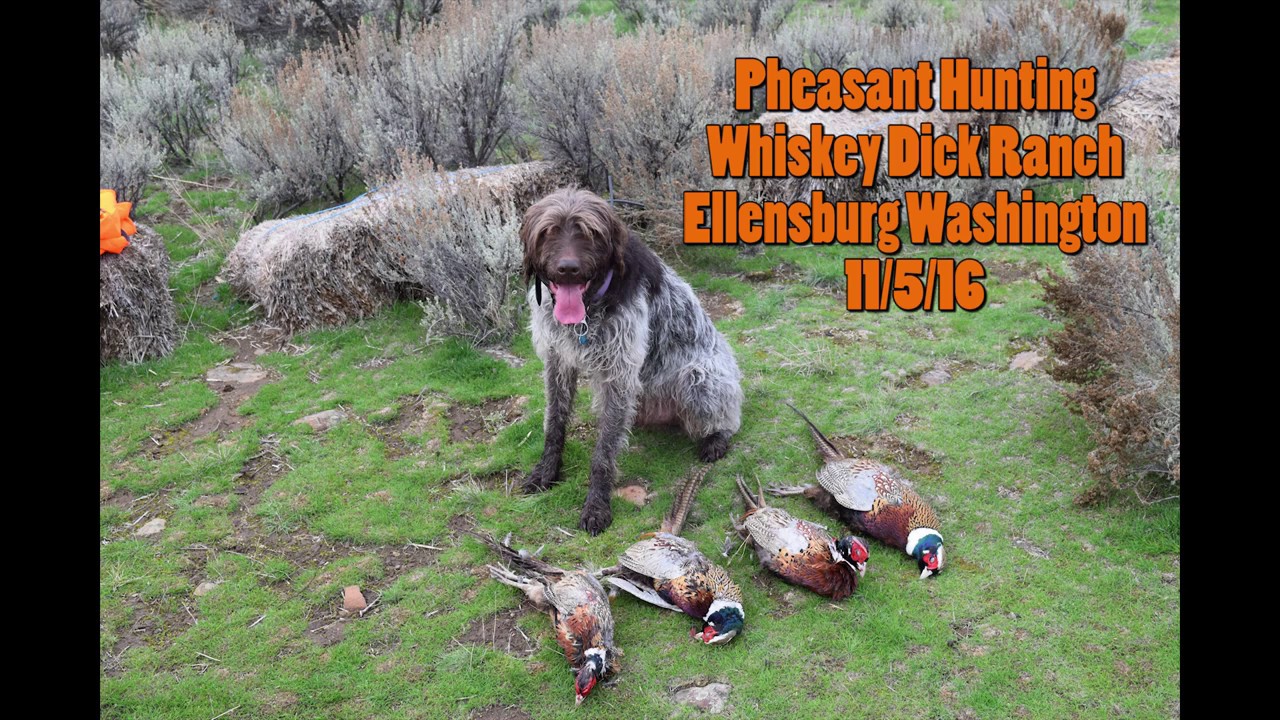 pheasant-hunting-with-german-wire-haired-pointer-youtube