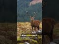 Facts About the Majestic Scottish Red Stag