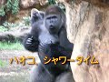 Haoko bath time,    Momoko lassitude time　Gorilla at Ueno Zoo  上野動物園のゴリラ　ハオコ　シャワータイム　モモコ　脱力