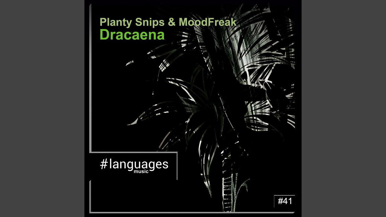 Obejrzyj Dracaena w YouTube Obejrzyj Dracaena w YouTube