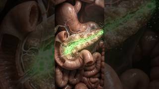 The Pancreas Inside Your Body | Ultra Realistic Medical CGI | Insulin