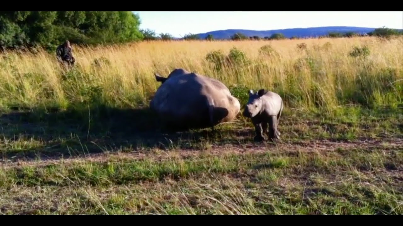 The Heartbreaking Reality of Poaching