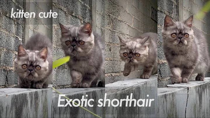 Video 8156731: persian kitten cats catlover, exotic shorthair kitten, exoticshorthair kittens