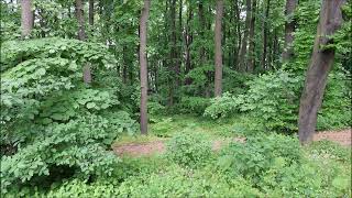 Forest Bird Chirping Sounds | Relaxing Nature Ambience