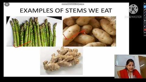 function-stems&leaves#3A#26.11.20@SFS Narengi