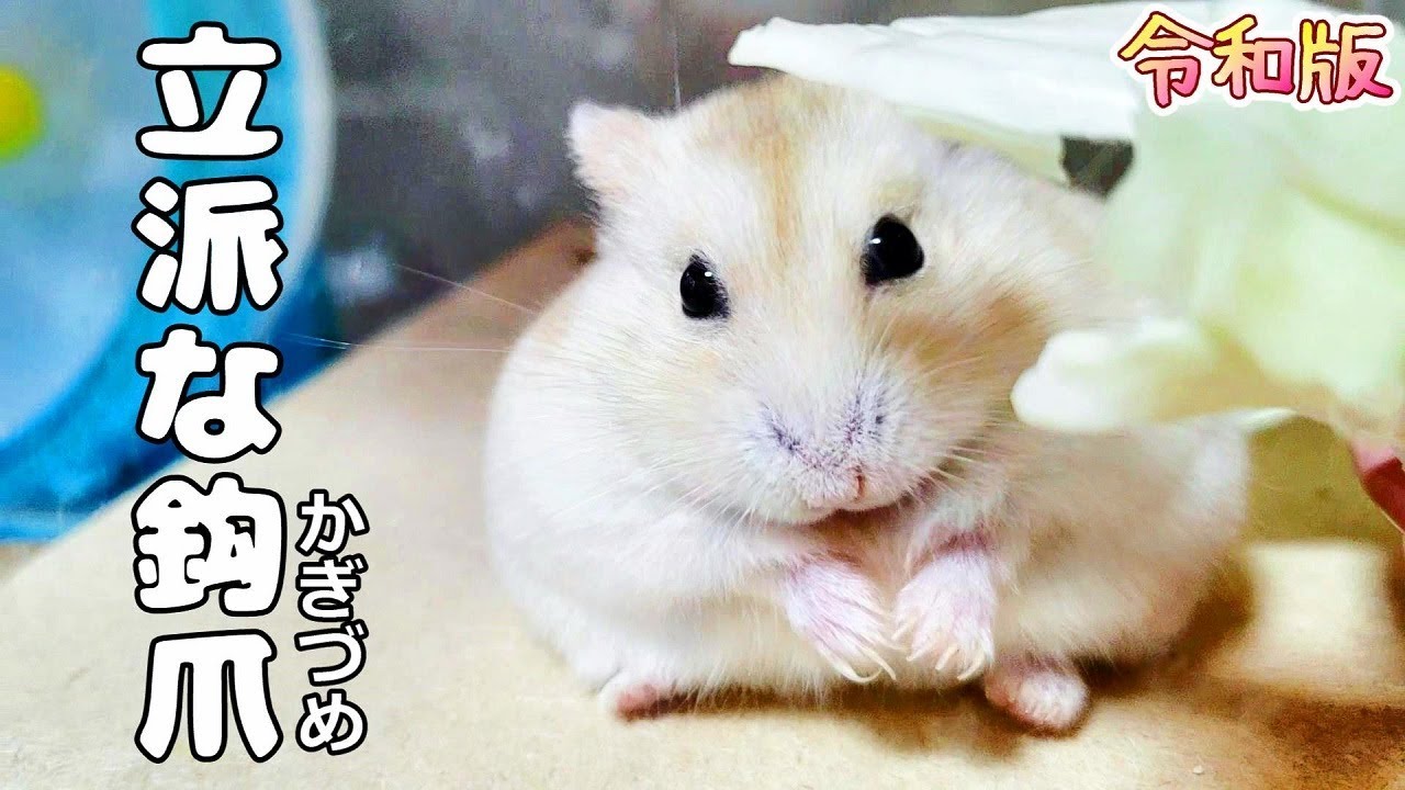 ハムスターの飼い方】爪が伸びる原因【令和最新版】 YouTube