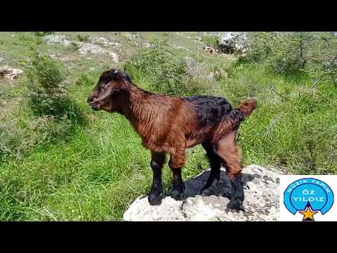 Aşık Yaşar Reyhani Mutis bir uzun hava Erzurumlu Gelın Destanı Gelın Dertlı Bit Ağıt Türkü