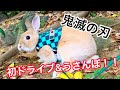 #14 鬼滅の刃の無限列車編に感動！柱を目指してネザーランドのうさぎが炭治郎コスプレで初ドライブ＆うさんぽ　Netherlands dwarves bunny Kimetsu no Yaiba