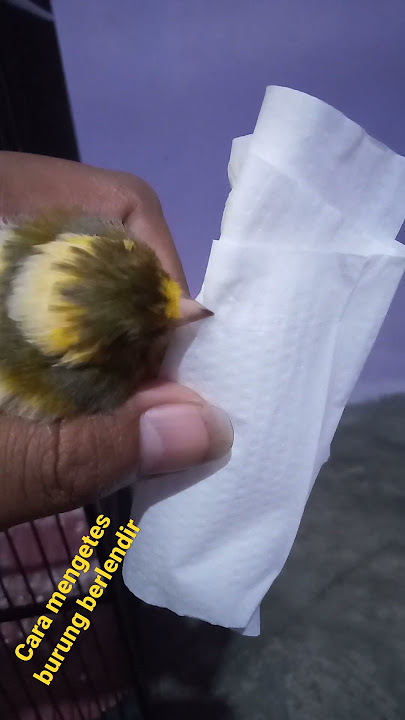 kenari banyak lendir sangat menggangu perform..