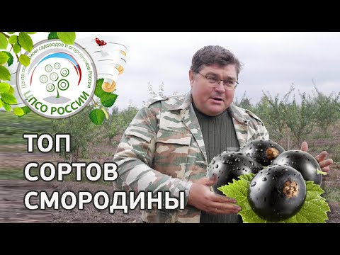 Топ сортов смородины. Какие сорта смородины выбрать.