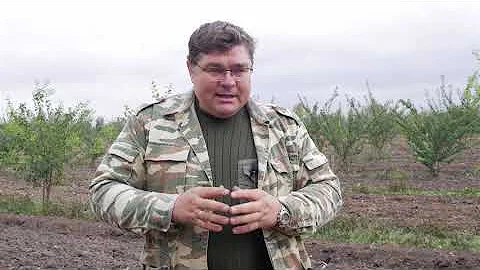 Топ сортов смородины. Какие сорта смородины выбрать.