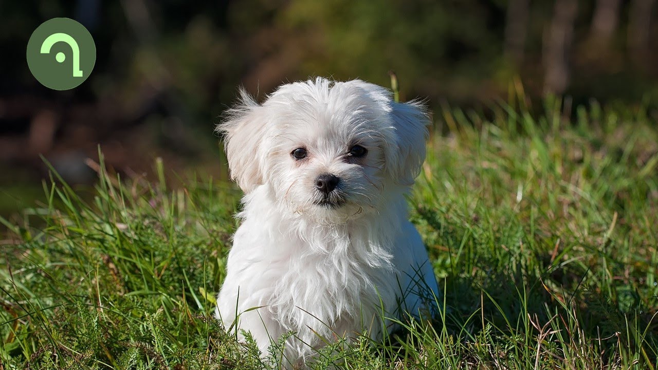 Dogs & Puppies - Friends from Nature: Calm Background Relaxing Music