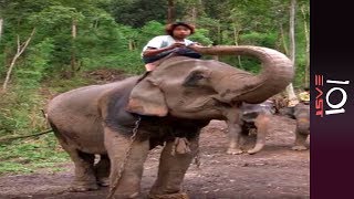 🇲🇲 Burma's Last Timber Elephants | 101 East