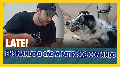 Como um cachorro aprende a latir?