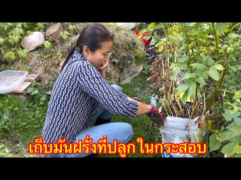 วีดีโอ: การจัดเก็บมันฝรั่งในสวน: วิธีเก็บมันฝรั่งในฤดูหนาว