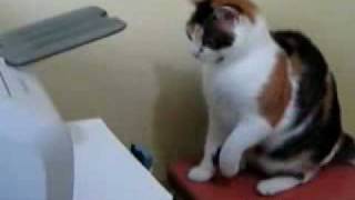 cat attacks printer