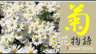 花物語　日本を象徴する菊の花　その成り立ち秘話と、菊の本当の心優しい意味とは