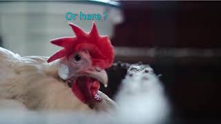 Two Broody Hens LAY EGG SIDE BY SIDE