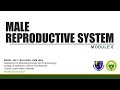 Male reproductive system