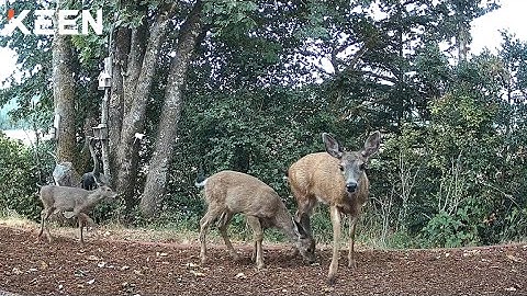KEEN Explore: Oregon Blacktails