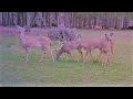 DEER & RACOON CAUGHT ON TRAIL CAMERA April 2022 |trail camera update #2|