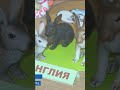 Touhou Fumo: Tewi Fumo nas notícias de Russia
