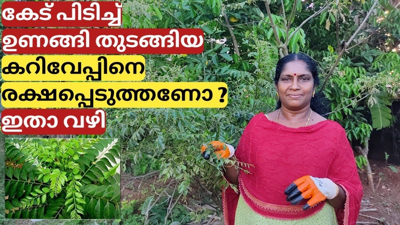 കറിവേപ്പ് | Curry leaves caring tips | Malayalam