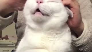 9GAG - Purrfect massage. 📹cohty_neo - IG 9GAG - Purrfect massage. 📹cohty_neo - IG