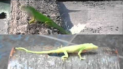 Robot vs Lizard Comparison