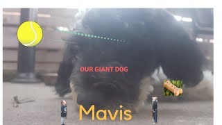 our beast dog mavis