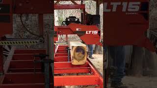 Sawing 2nd Board from 12th Poplar Log!!