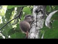 Yellow-Crowned Brush-Tailed Rat