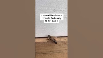 Removing Bees by Hand