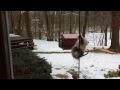 Possum climbs bird feeder - Funny!