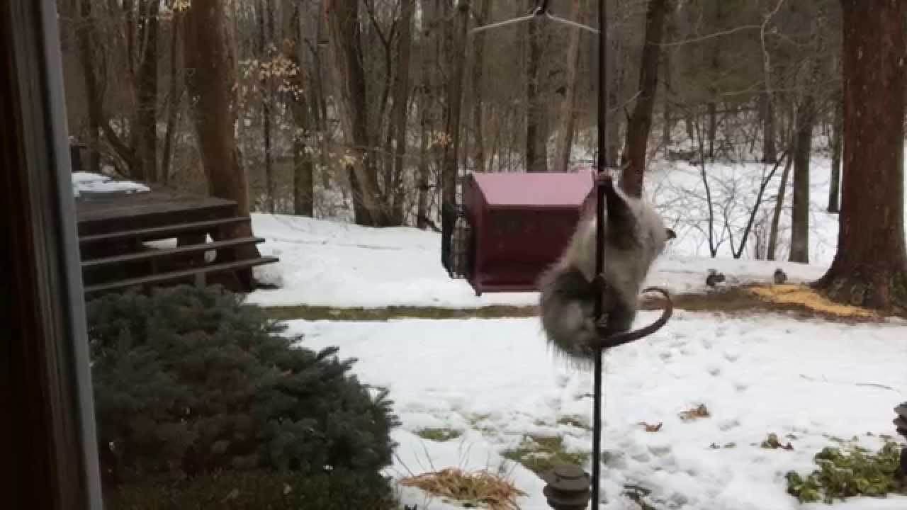 Possum Climbs Bird Feeder Funny Youtube