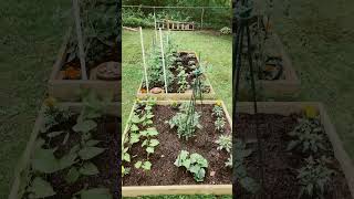 Our Garden