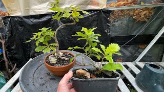 Growing Oak Bonsai from Seed & Sapling Update