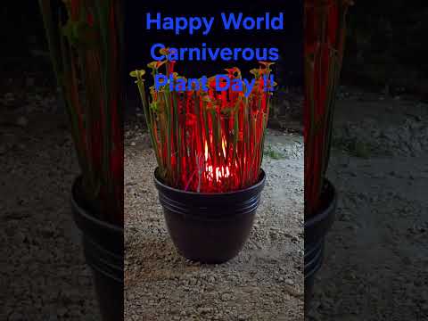 happy world carniverous plant day!!