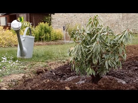 Comment planter un pieris - andromède du japon-arbre au muguet au jardin ? -  Truffaut