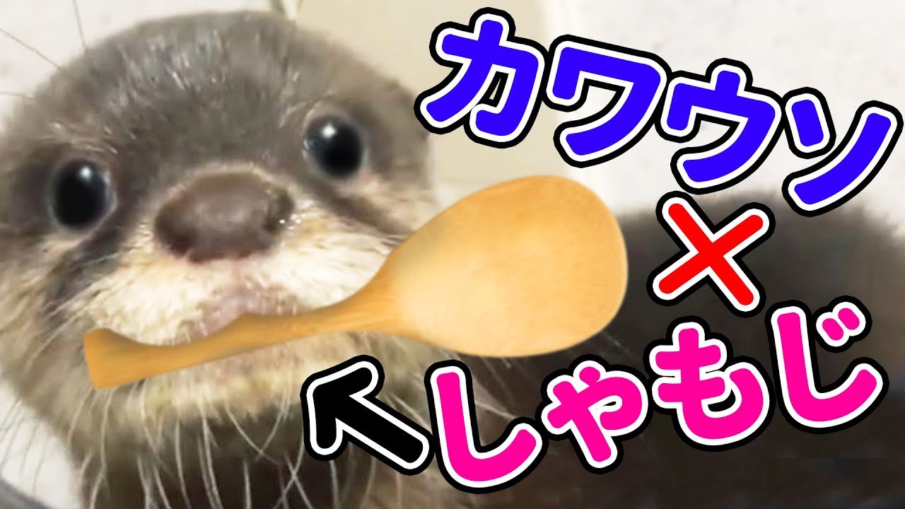 あいる茶んねるあにまるず あいるさん紹介 Youtuber665