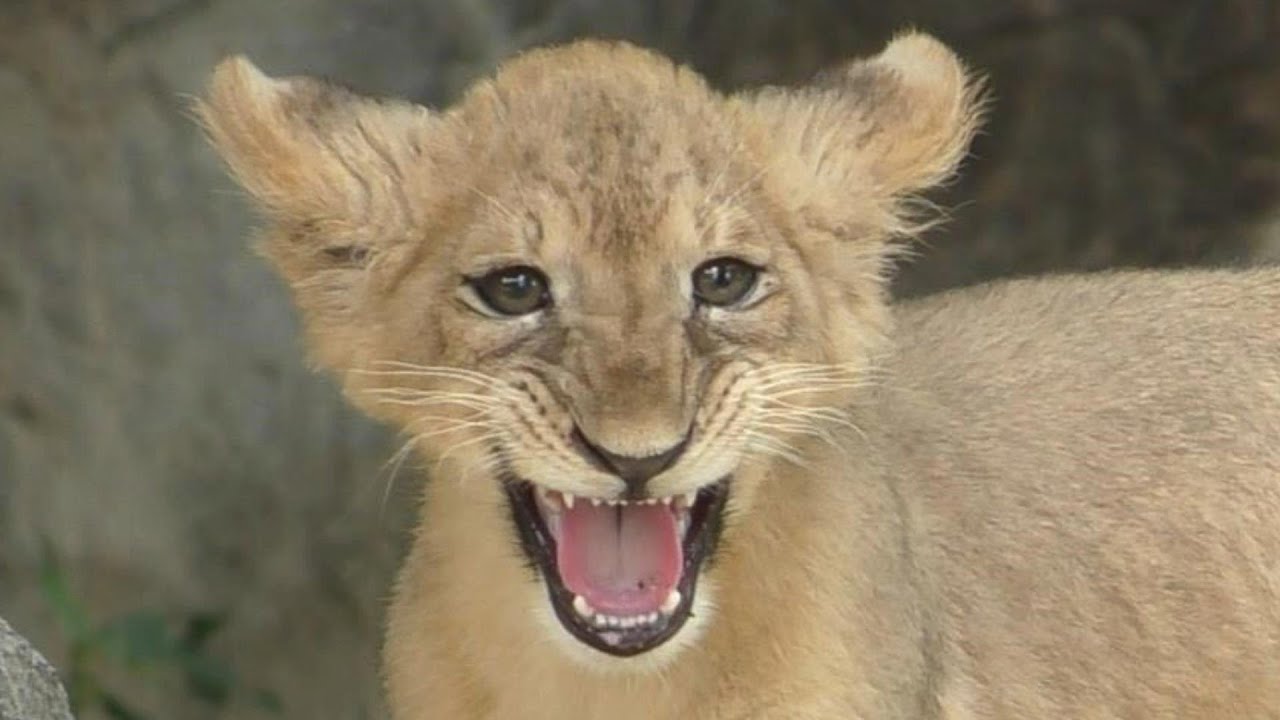 鳴き声も可愛すぎる♡♥ライオンの赤ちゃん（クレイ君）とべ動物園