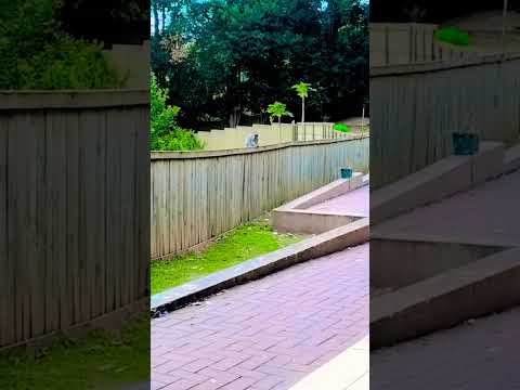 مور اور بند