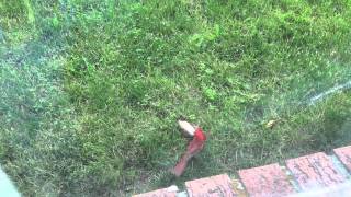 Famous Male Cardinal trying to save/awaken female that killed herself after hitting window Wealth