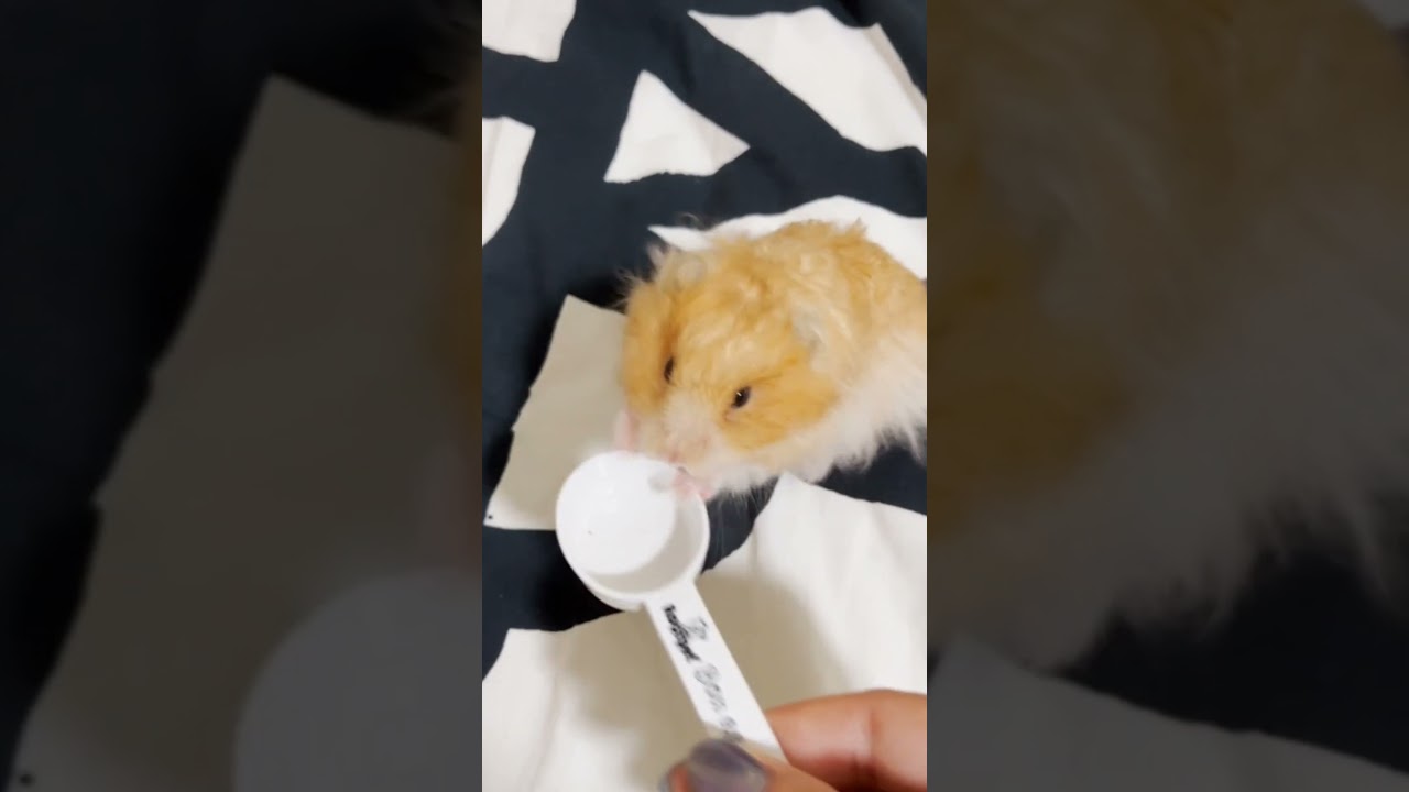 Почему мой хомяк пищит? Стоит ли беспокоиться?