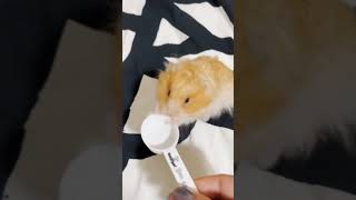 Why Is My Hamster Squeaking? Should You Be Worried?