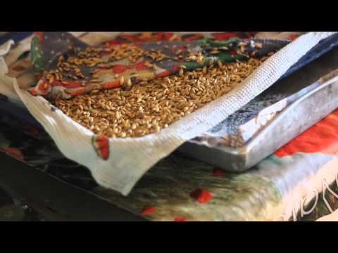 Проращивание зерна для кур