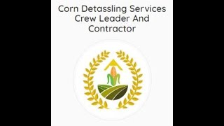 Corn Detassling Services: Crew Leader and Contractor / Affordable Corn Detasseling Mcallen TX 78501