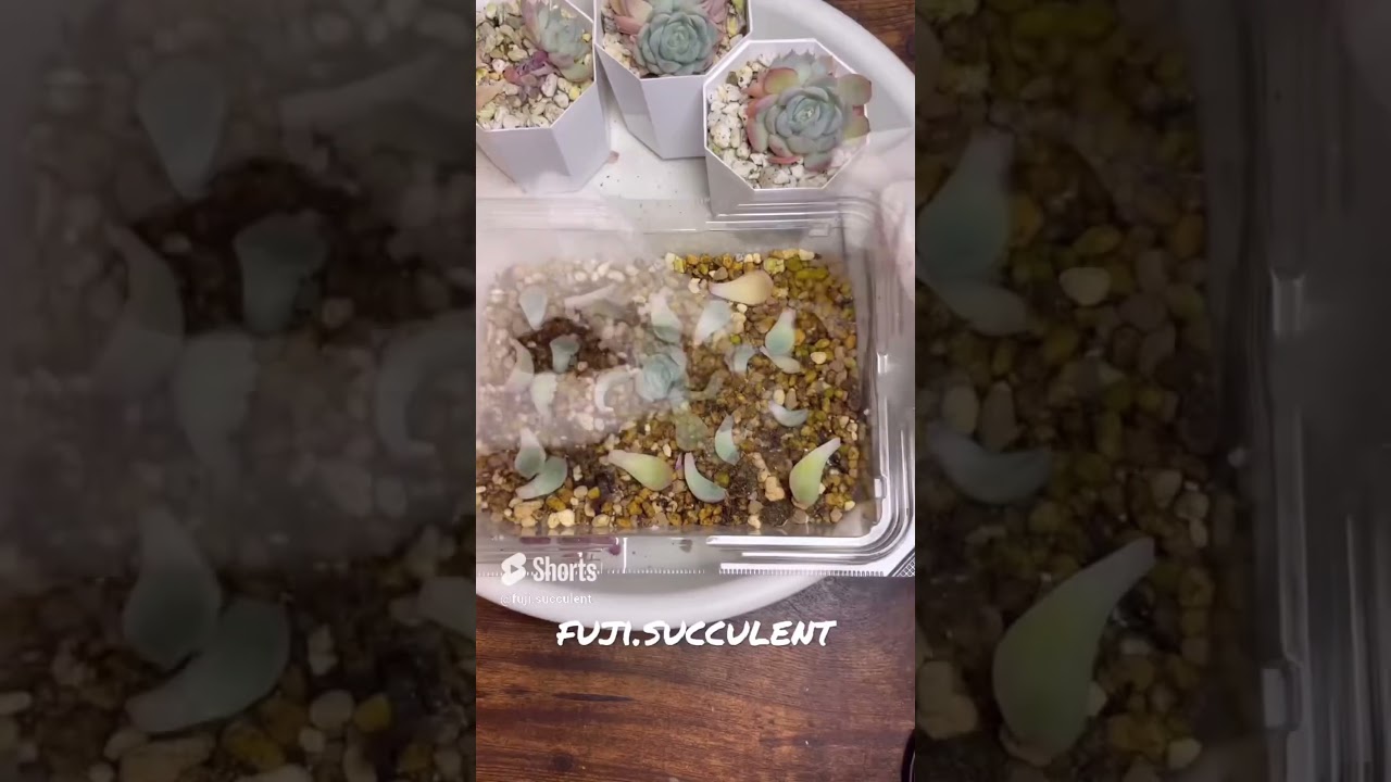多肉植物】葉挿しの成長！1ヶ月後！ - YouTube