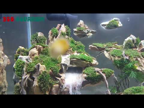 Video HỒ THỦY SINH THÁC CÁT TUYỆT ĐẸP BỐ CỤC ĐÁ TIGER - youtube