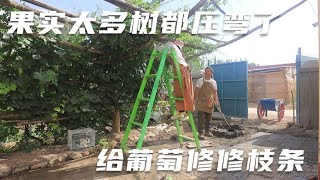 小院各种果树都结了好多，第一次修剪这么多葡萄枝，有点不舍得